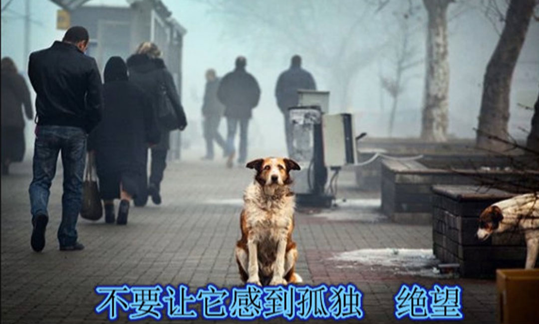 通化通化爱影圈微博微信转发案例